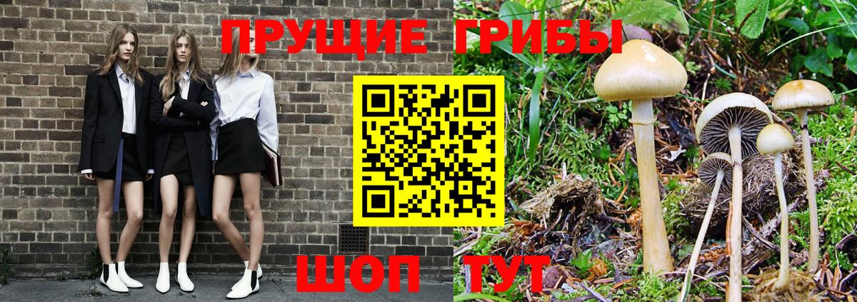 Галлюциногенные грибы Psilocybine cubensis Калининград